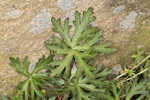 Longstalk cranesbill